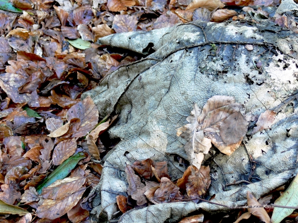 Bois des Moutiers (46) mars 2012